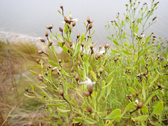 Baccharis angustifolia