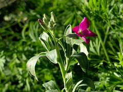 Matthiola incana