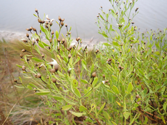 Baccharis angustifolia