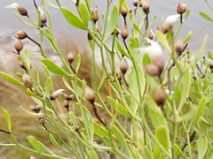 Baccharis angustifolia