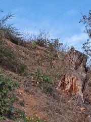 Myiopsitta monachus