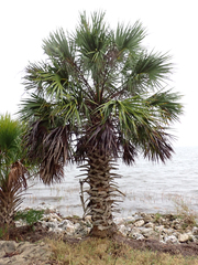 Sabal palmetto