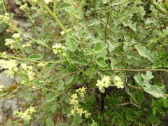 Parthenium fruticosum