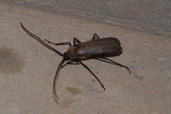 Erioderus