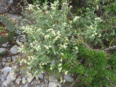 Parthenium fruticosum