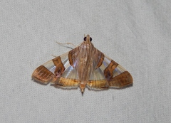 Glyphodes bitriangulalis