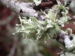 Ramalina