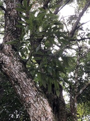 Lithocarpus amygdalifolius