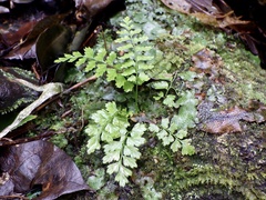 Asplenium incisum
