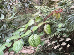 Rubus wallichianus