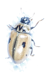 Aphidecta obliterata