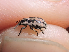 Eudiagogus rosenschoeldi