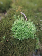 Ceratodon