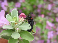 Lytta cribrata