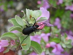 Lytta cribrata