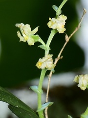 Ornithocephalus gladiatus