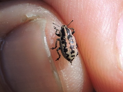 Eudiagogus rosenschoeldi