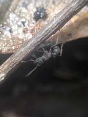 Cyphomyrmex rimosus