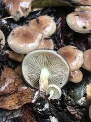 Pholiota spumosa