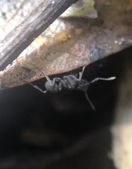 Cyphomyrmex rimosus