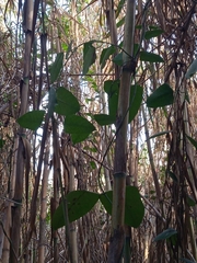 Araujia sericifera