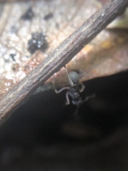 Cyphomyrmex rimosus