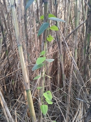 Araujia sericifera