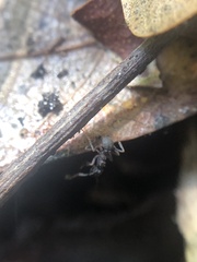 Cyphomyrmex rimosus