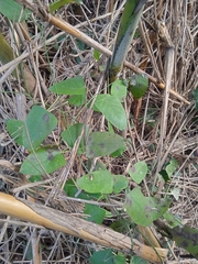 Araujia sericifera