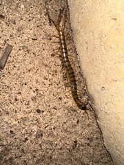 Ethmostigmus rubripes