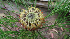 Isopogon anethifolius