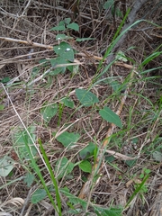 Araujia sericifera