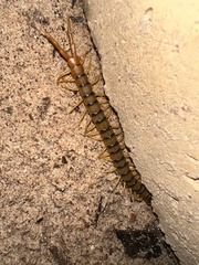 Ethmostigmus rubripes