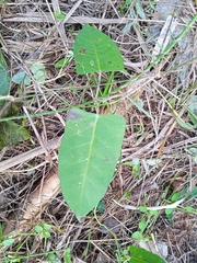 Araujia sericifera