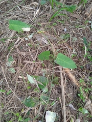 Araujia sericifera