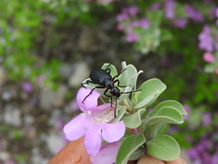 Lytta cribrata