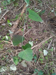 Araujia sericifera