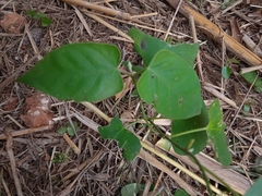 Araujia sericifera