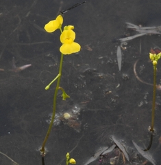 Utricularia