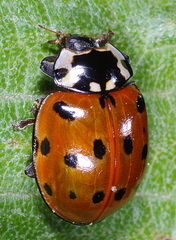 Anatis ocellata