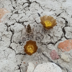 Pterocactus australis