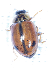 Aphidecta obliterata
