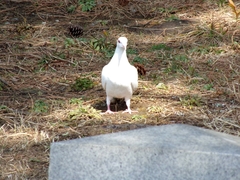 Columba livia domestica