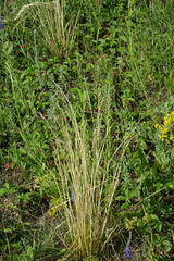 Stipa pennata