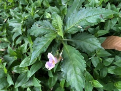 Impatiens uniflora