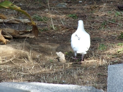 Columba livia domestica