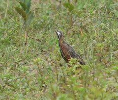 Coturnix delegorguei