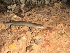 Cyclodomorphus melanops