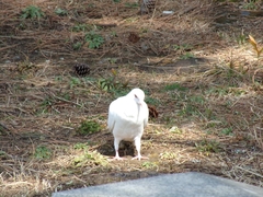 Columba livia domestica