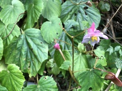 Begonia chitoensis